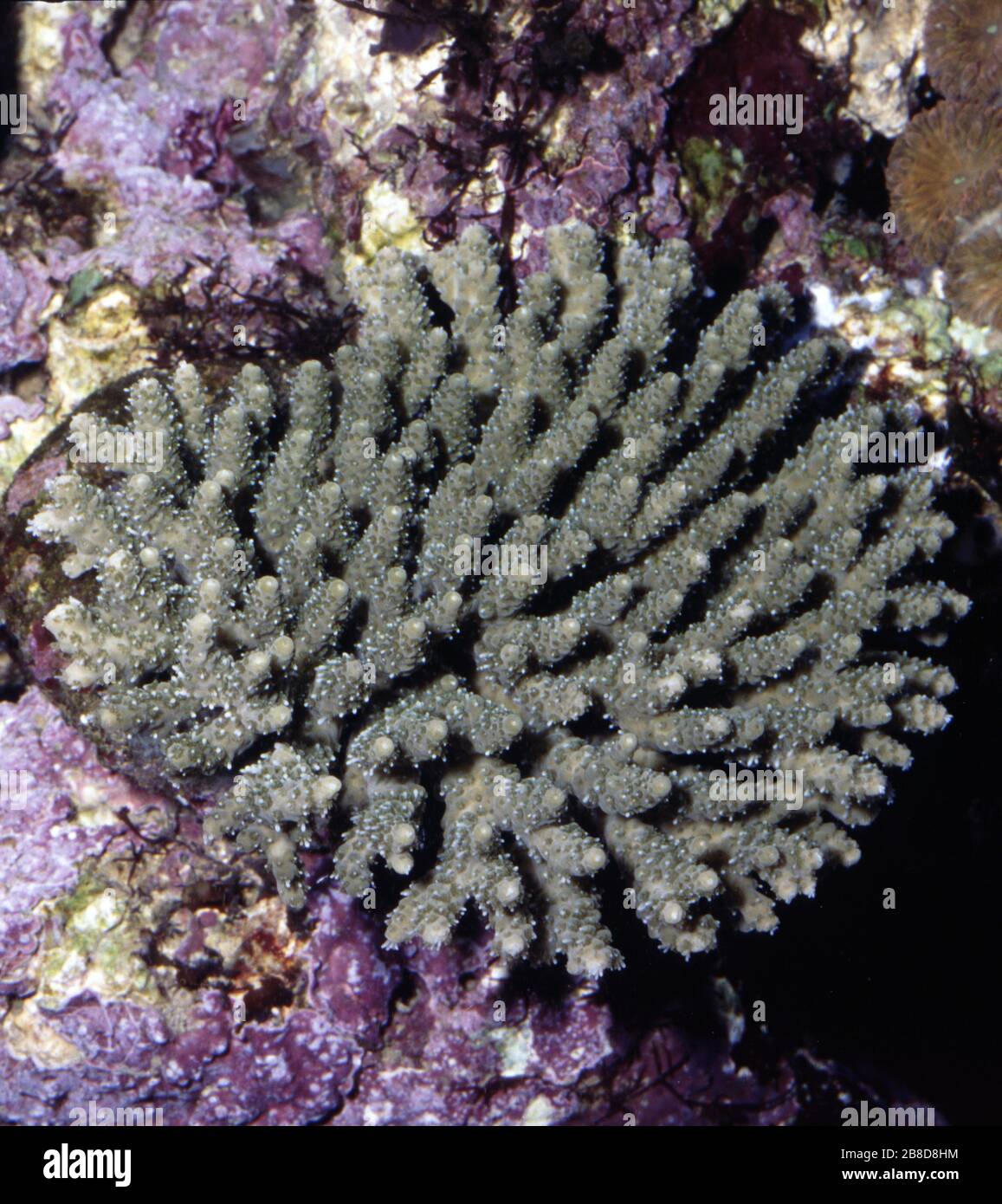 Building stony coral, Acropora subulata Stock Photo