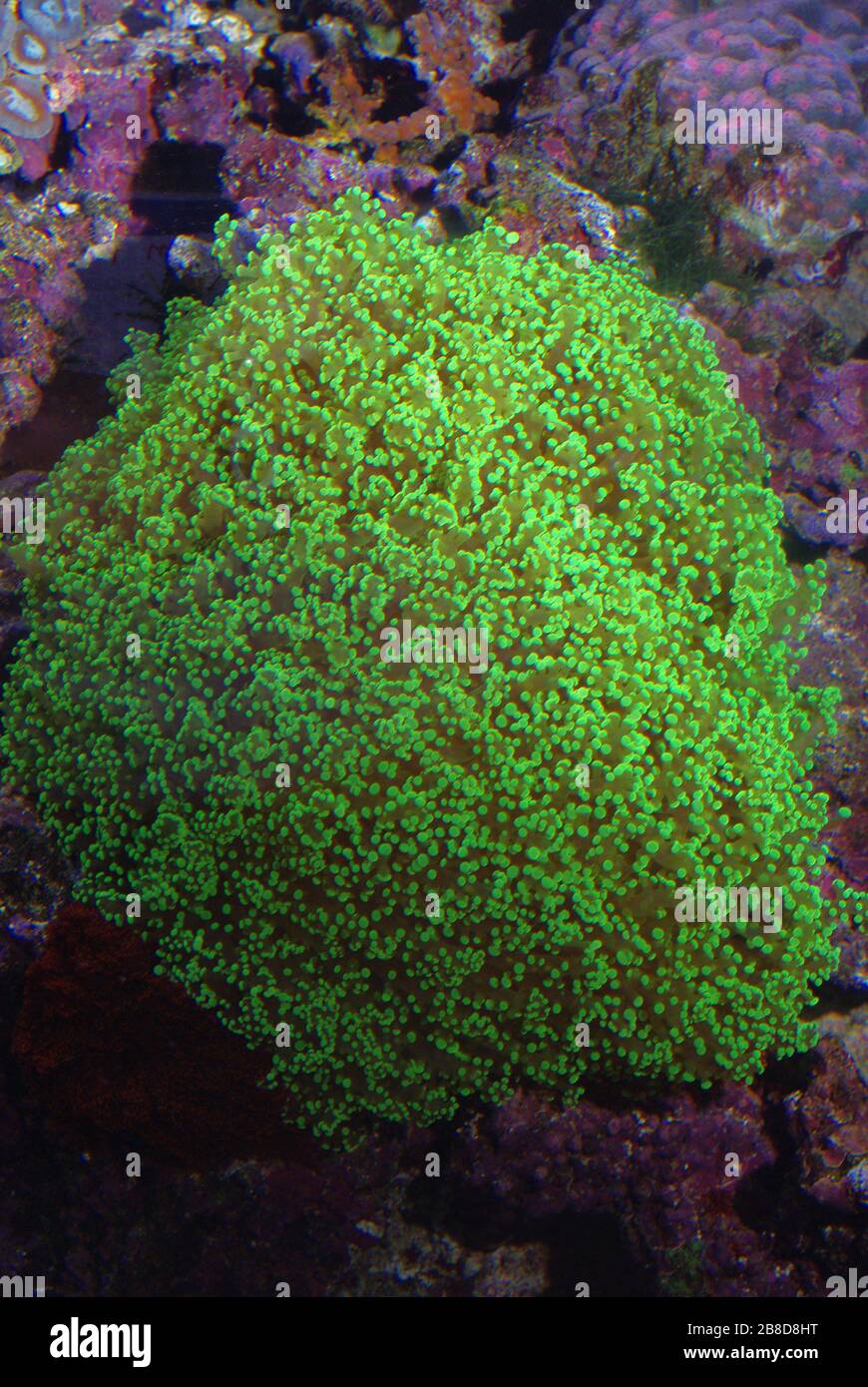 Branching frogspawn coral, Euphyllia paradivisa Stock Photo