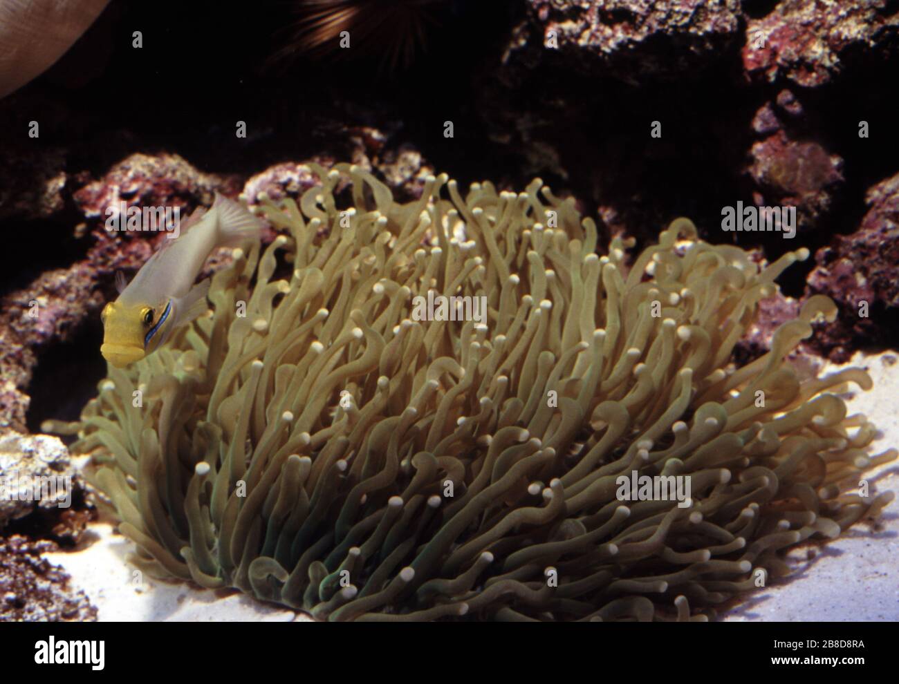 Sunflower Mushroom Coral (Heliofungia actiniformis) Stock Photo
