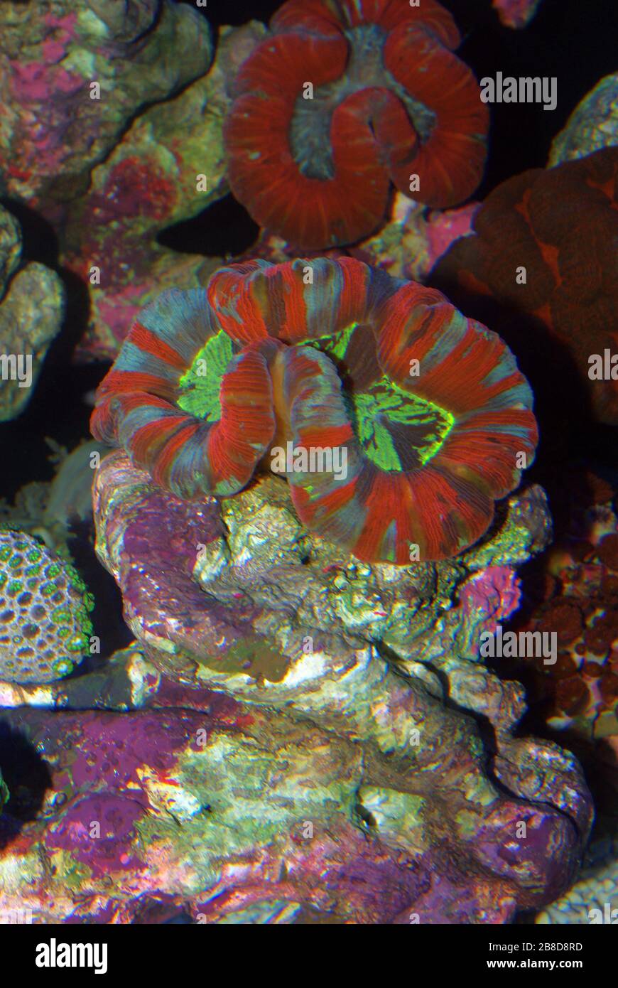 Lobed brain coral, Lobophyllia hemprichii Stock Photo