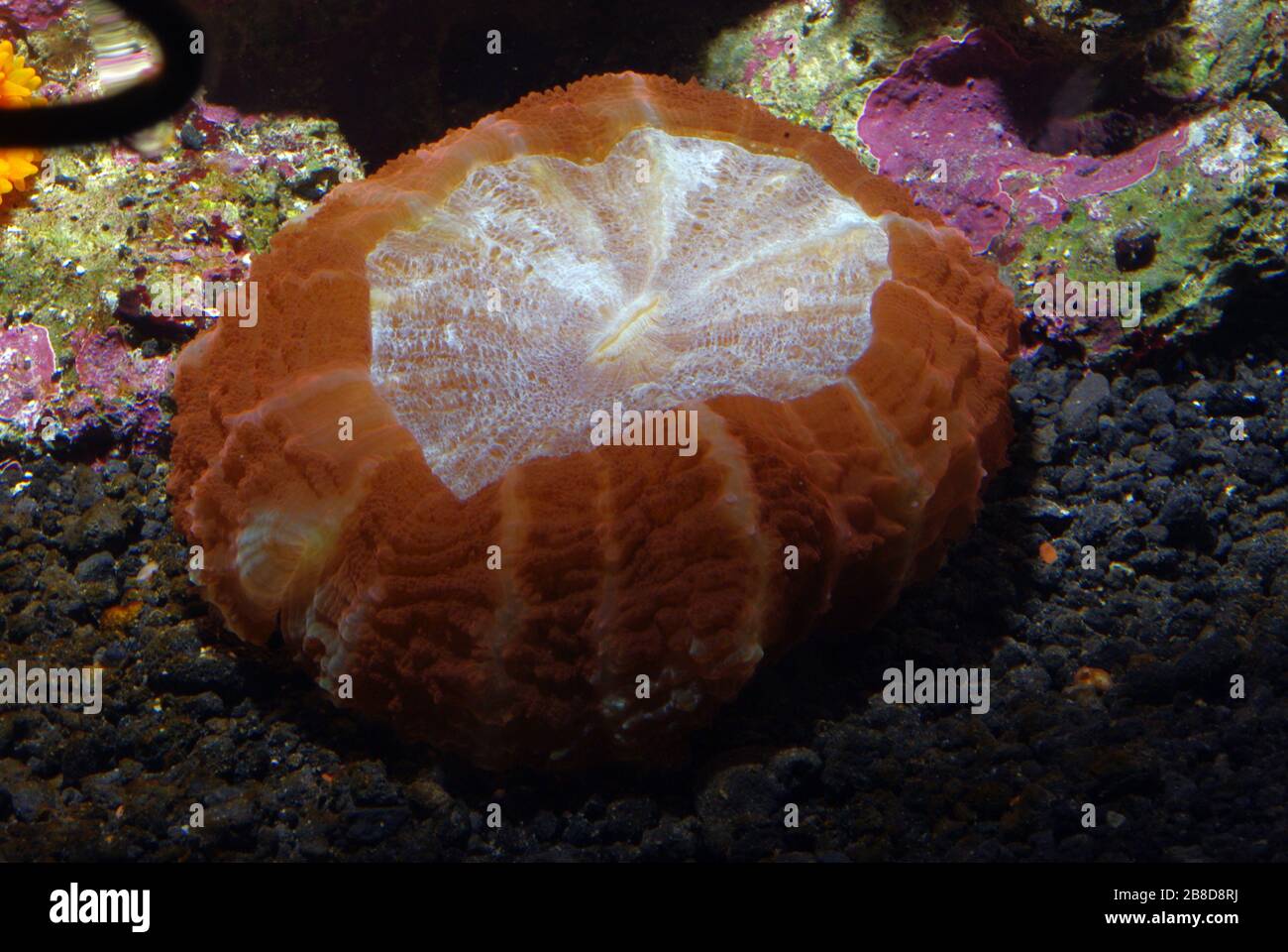 Fancy Doughnut Coral, Parascolymia vitiensis Stock Photo