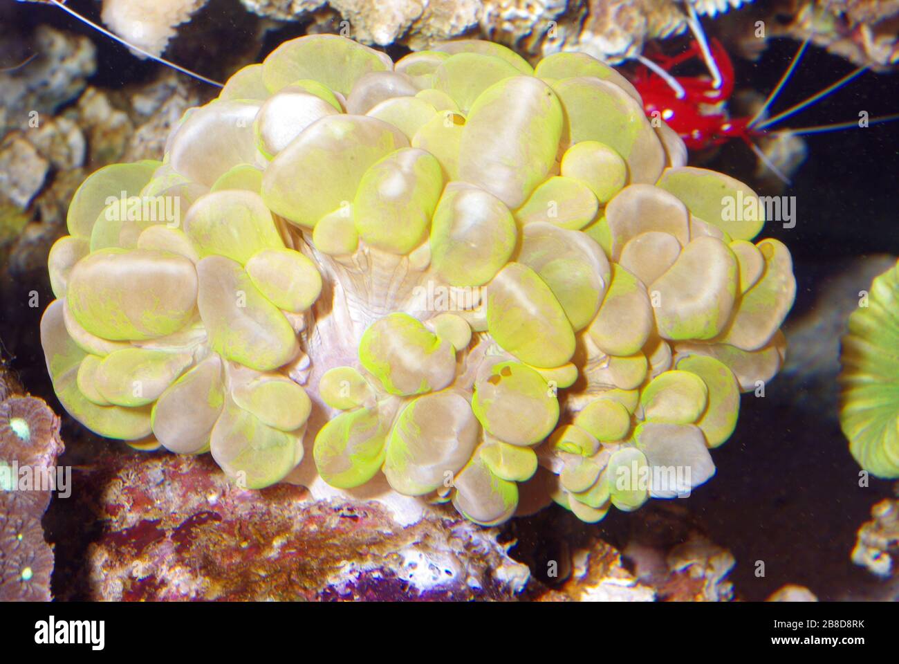 Bubble coral, Plerogyra sinuosa Stock Photo