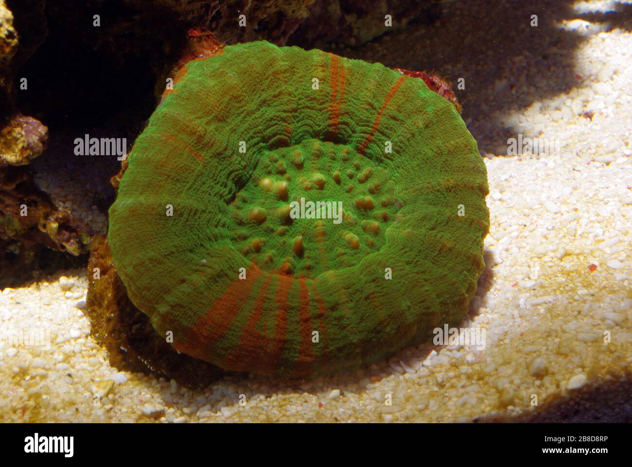 Button or scoly coral, Homophyllia (Scolymia) australis Stock Photo
