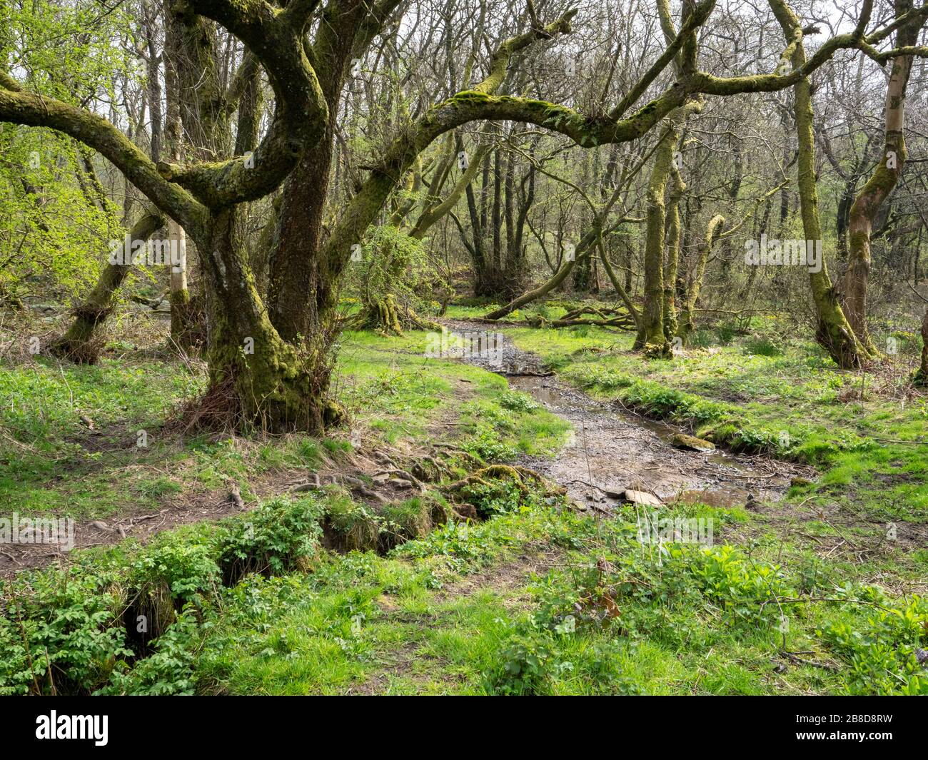 Wooded area of Ubley Warren Nature Reserve run by Somerset Wildlife Trust  on the Mendip Hills of Somerset UK Stock Photo