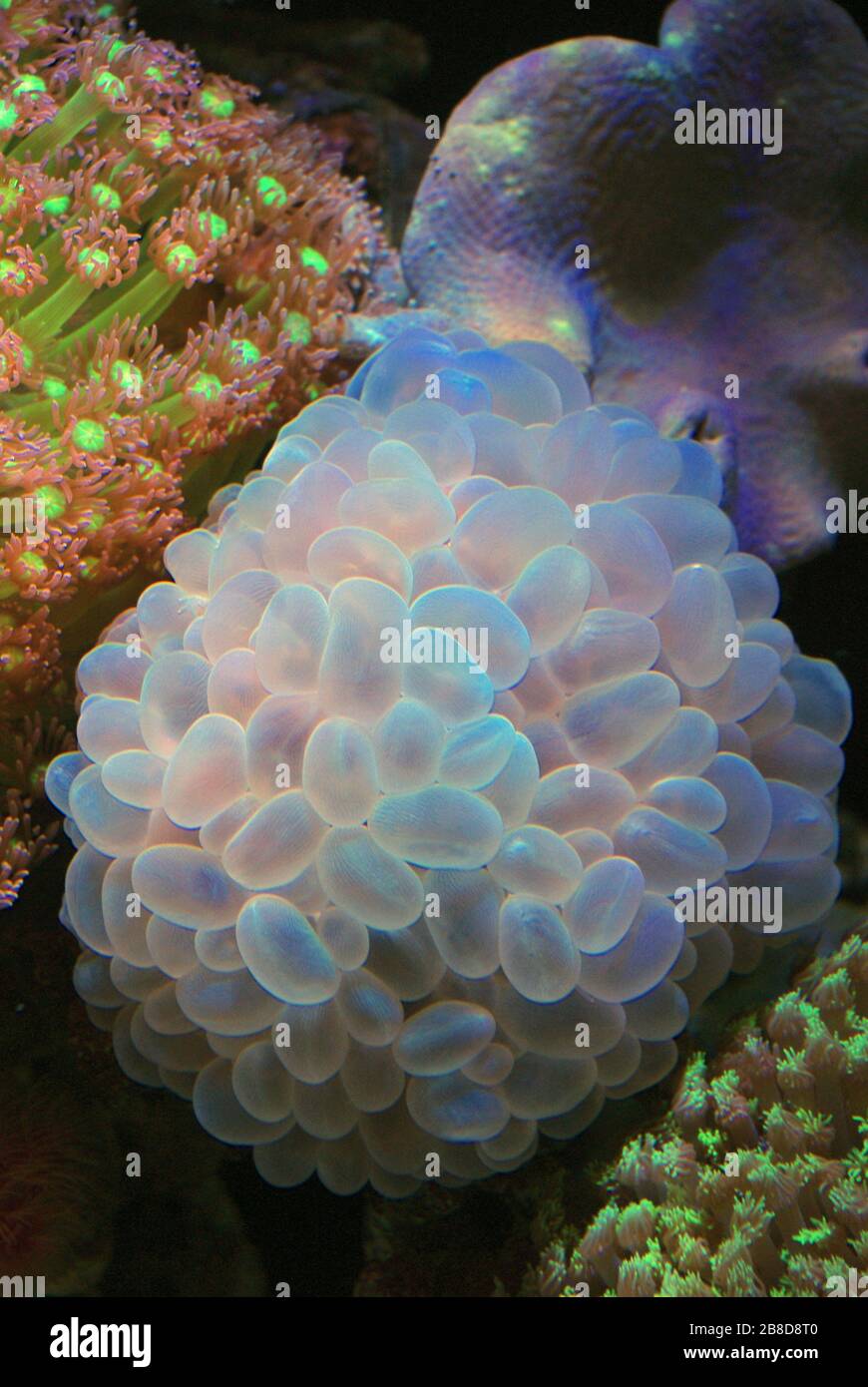 Bubble coral, Plerogyra sinuosa Stock Photo