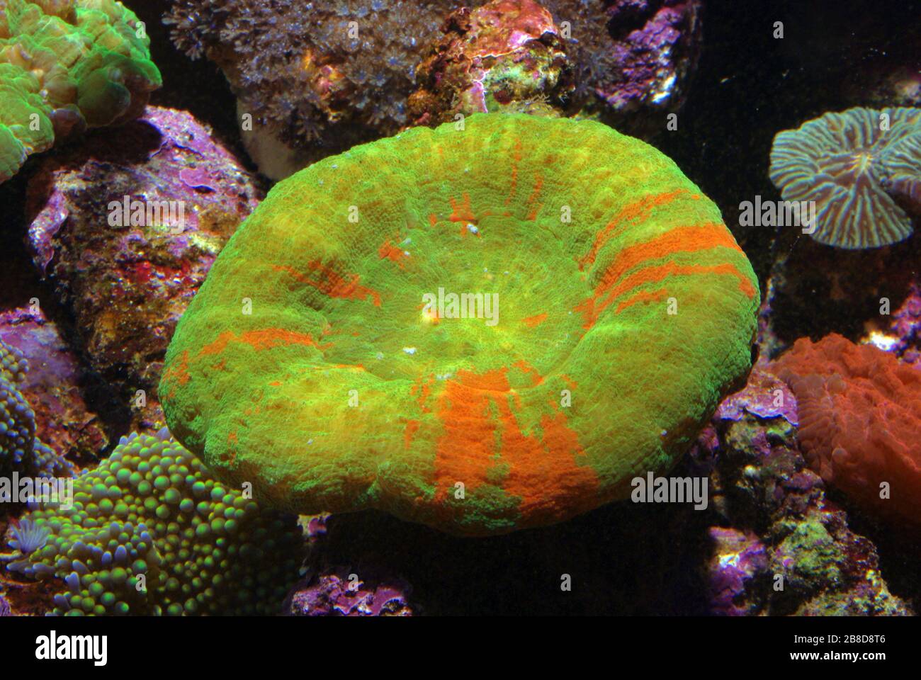 Scoly coral, Homophyllia (Scolymia) australis Stock Photo