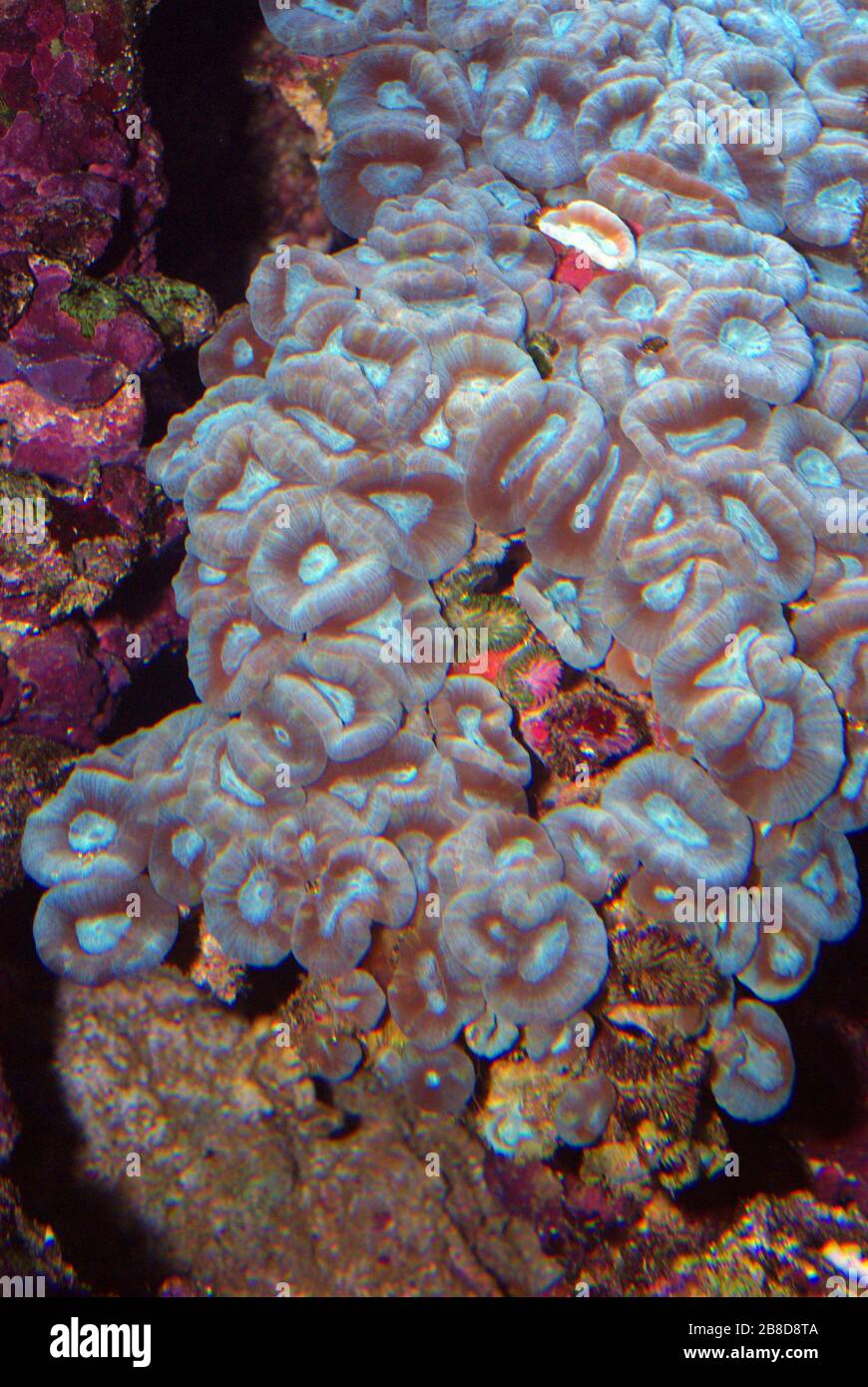 Trumpet coral, Caulastrea echinulata Stock Photo