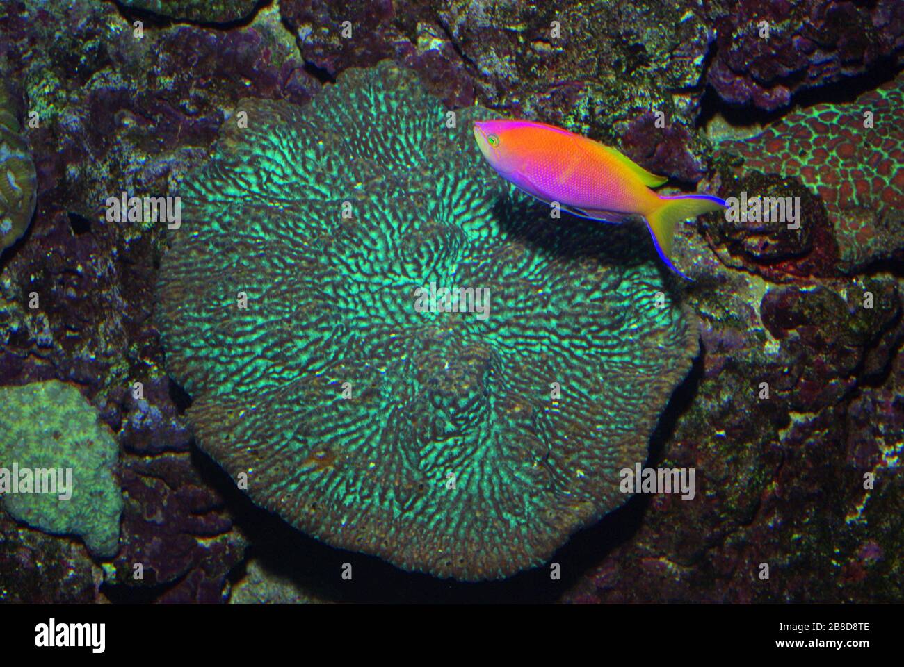Hard brain coral, Platygyra lamellina Stock Photo