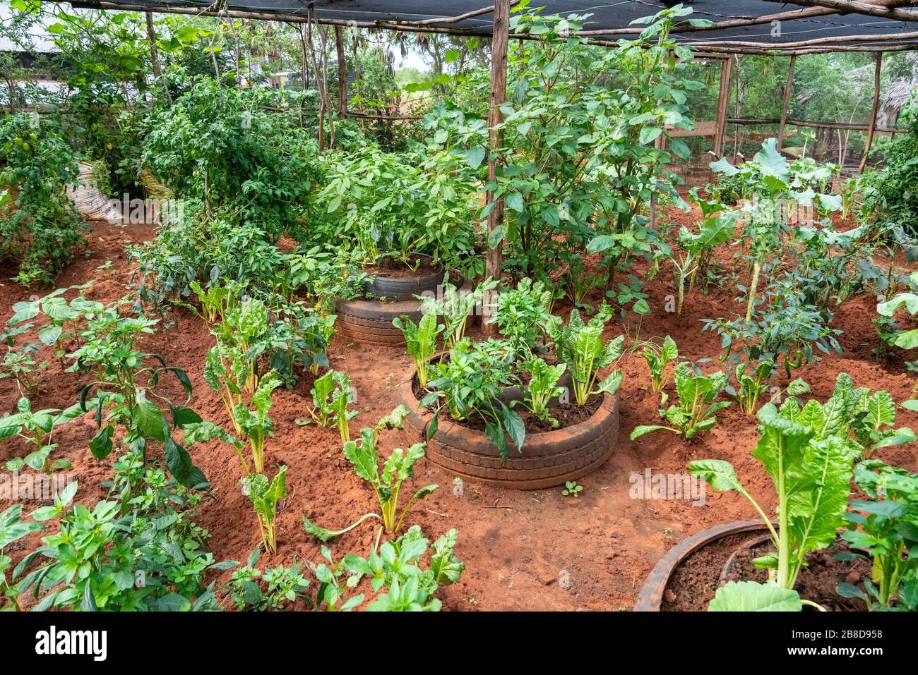 Netted permaculture area used to grow food and act as an educational aid  to children in a primary school near Voi in Southern Kenya Stock Photo