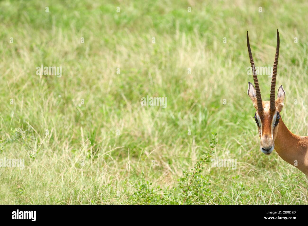Young male Grant's Gazelle peeking into the frame - Tsavo East National Park in Southern Kenya Stock Photo