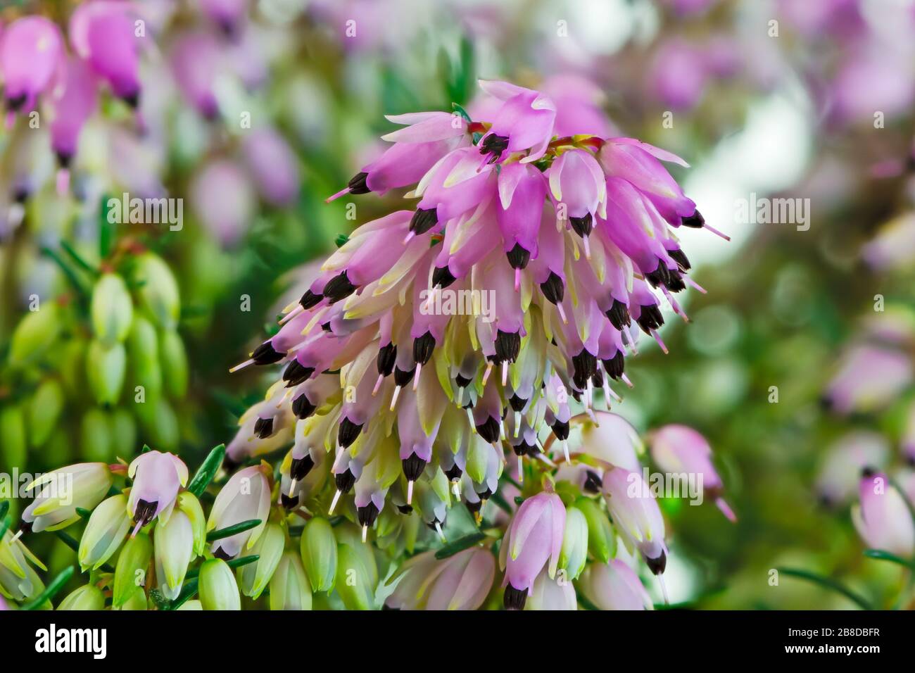 Macro of blossoms from a winter-flowering heather plant (erica carnea) Stock Photo