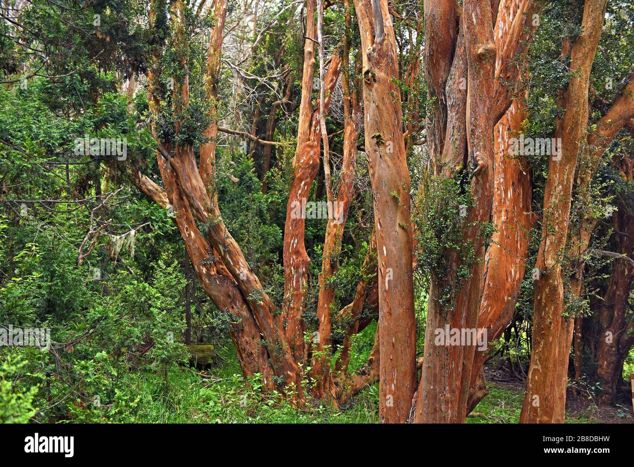 Los arrayanes national park hi-res stock photography and images - Alamy