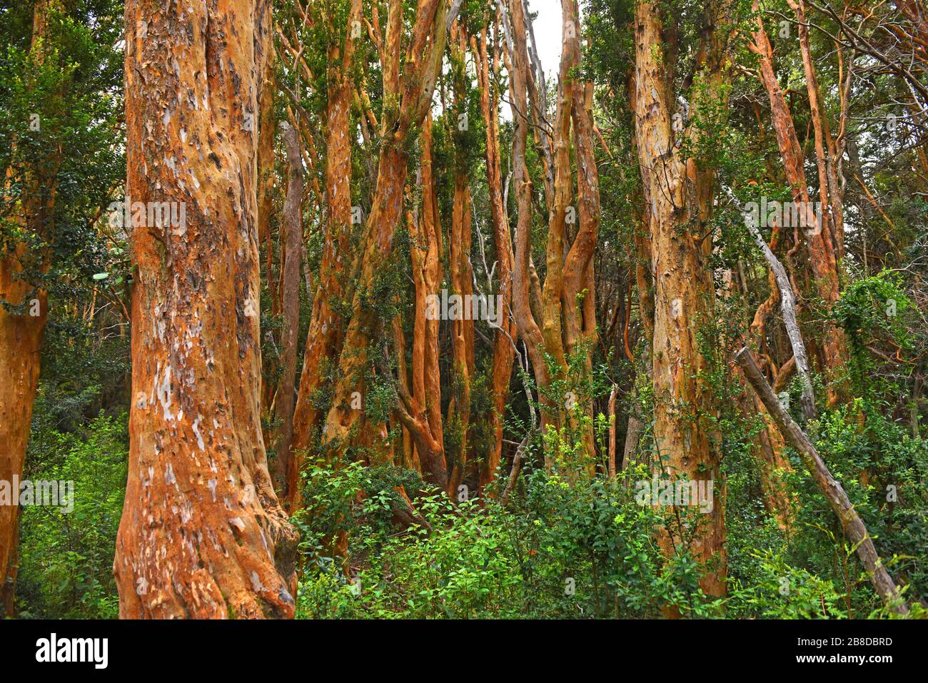 Los arrayanes national park hi-res stock photography and images - Alamy