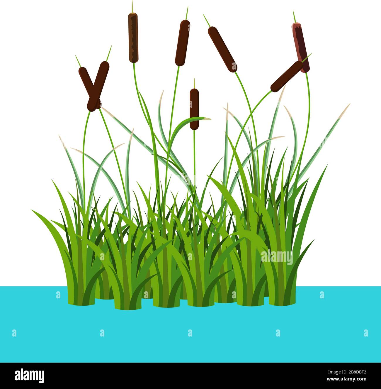 Reed bushes and cattails stem and cane in thel water vector illustration isolated on white. Cartoon props and landscape decoration Stock Vector