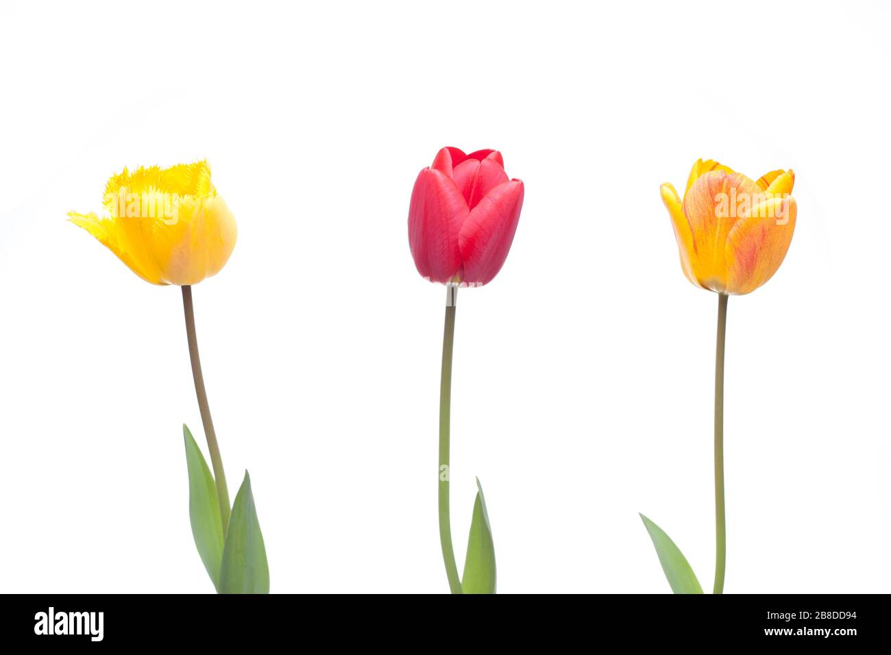 Three tulips in red, orange and yellow color - isolated on white background - isolated on white background Stock Photo