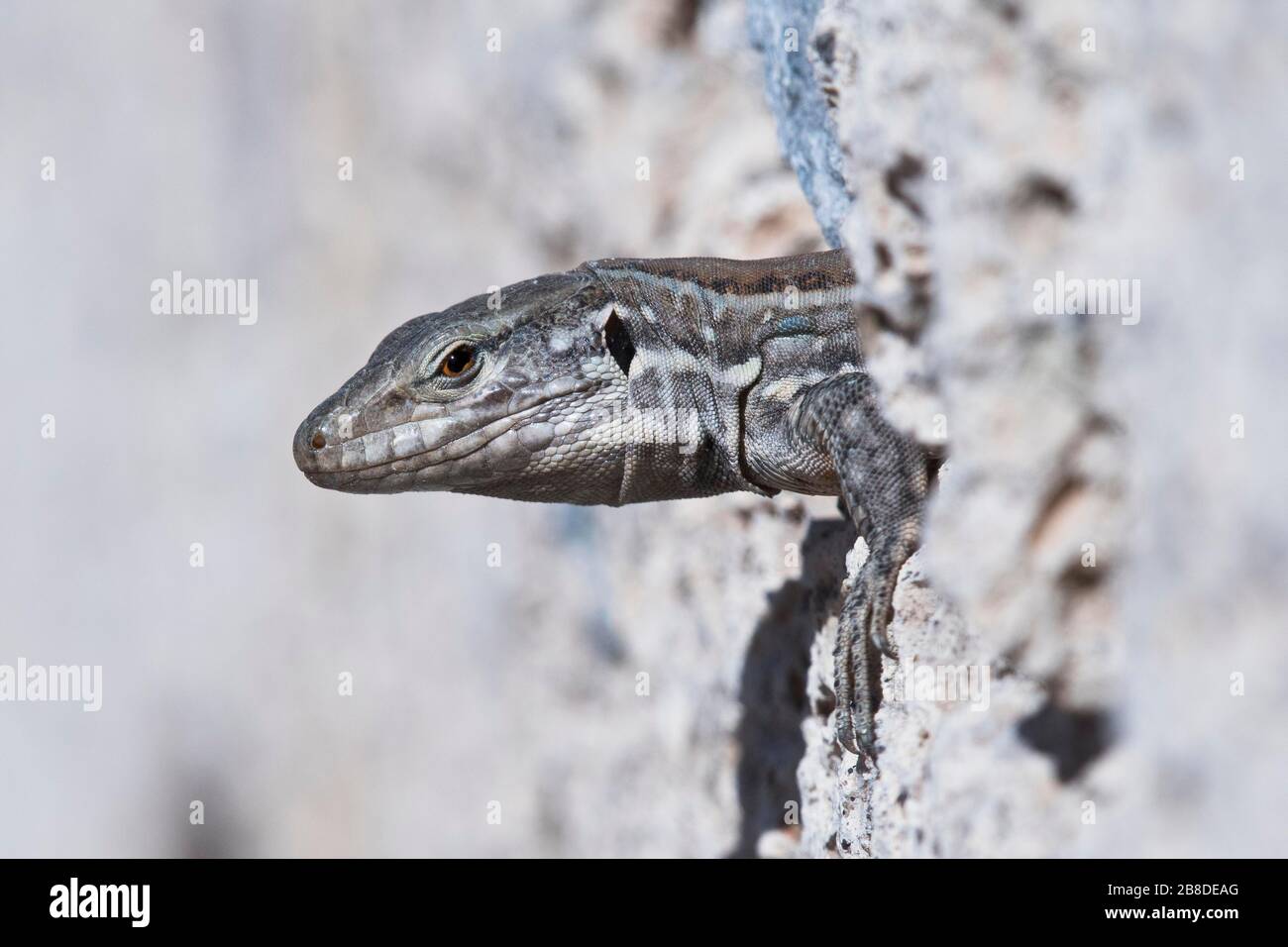 Canary Islands lizard (Gallotia), Tenerife, Spain Stock Photo