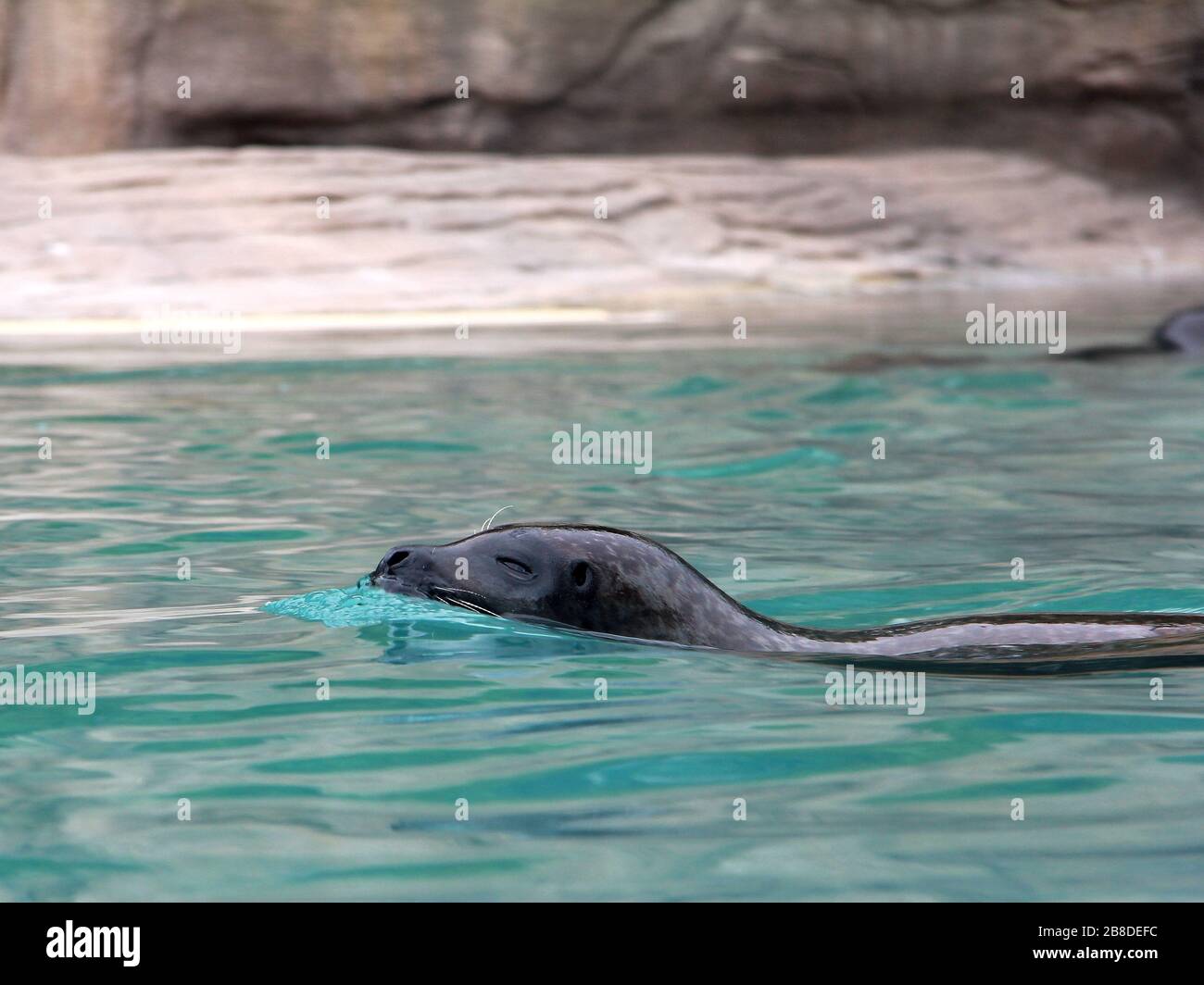 Harbour seal young surfacing hi-res stock photography and images - Alamy