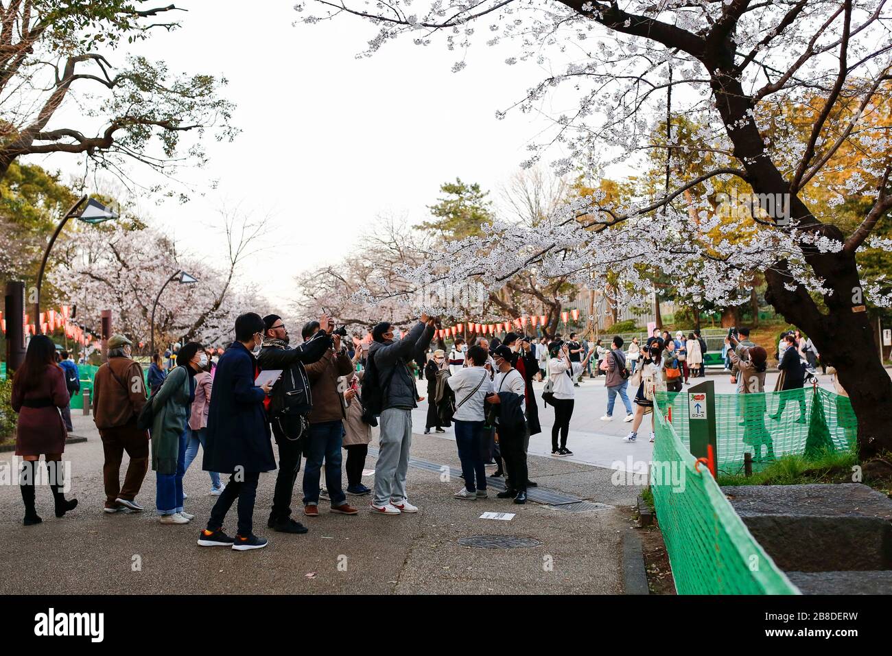Tokyo, Japan. 21st Mar, 2020. People take pictures of the cherry blossoms trees at Ueno Park. Signs to refrain from traditional hanami drinking parties are displayed in Tokyo's Ueno Park, one of the most popular hanami spots amid the new coronavirus COVID-19 pandemic. Credit: Rodrigo Reyes Marin/ZUMA Wire/Alamy Live News Stock Photo
