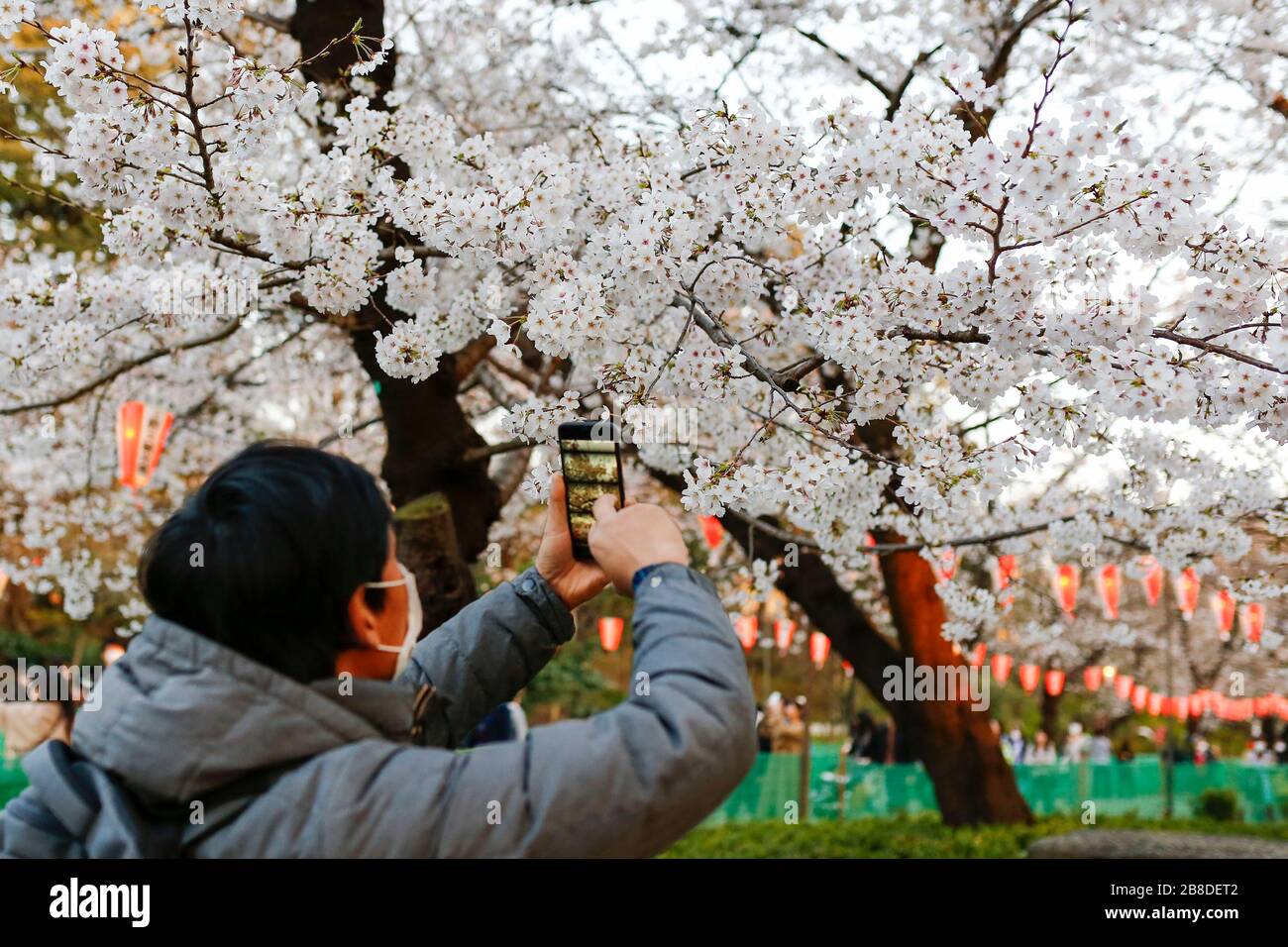 Tokyo, Japan. 21st Mar, 2020. A man takes pictures of the cherry blossoms trees at Ueno Park. Signs to refrain from traditional hanami drinking parties are displayed in Tokyo's Ueno Park, one of the most popular hanami spots amid the new coronavirus COVID-19 pandemic. Credit: Rodrigo Reyes Marin/ZUMA Wire/Alamy Live News Stock Photo