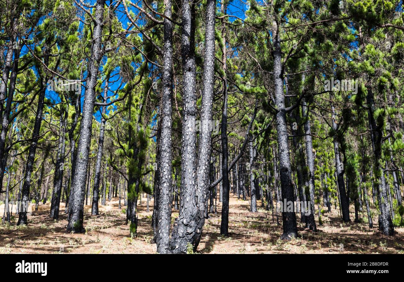 Native Canarian pine trees (Pinus canariensis) which have been burnt n a forest fire but are now recovering, Llano del Jable, La Palma, Canary Islands Stock Photo