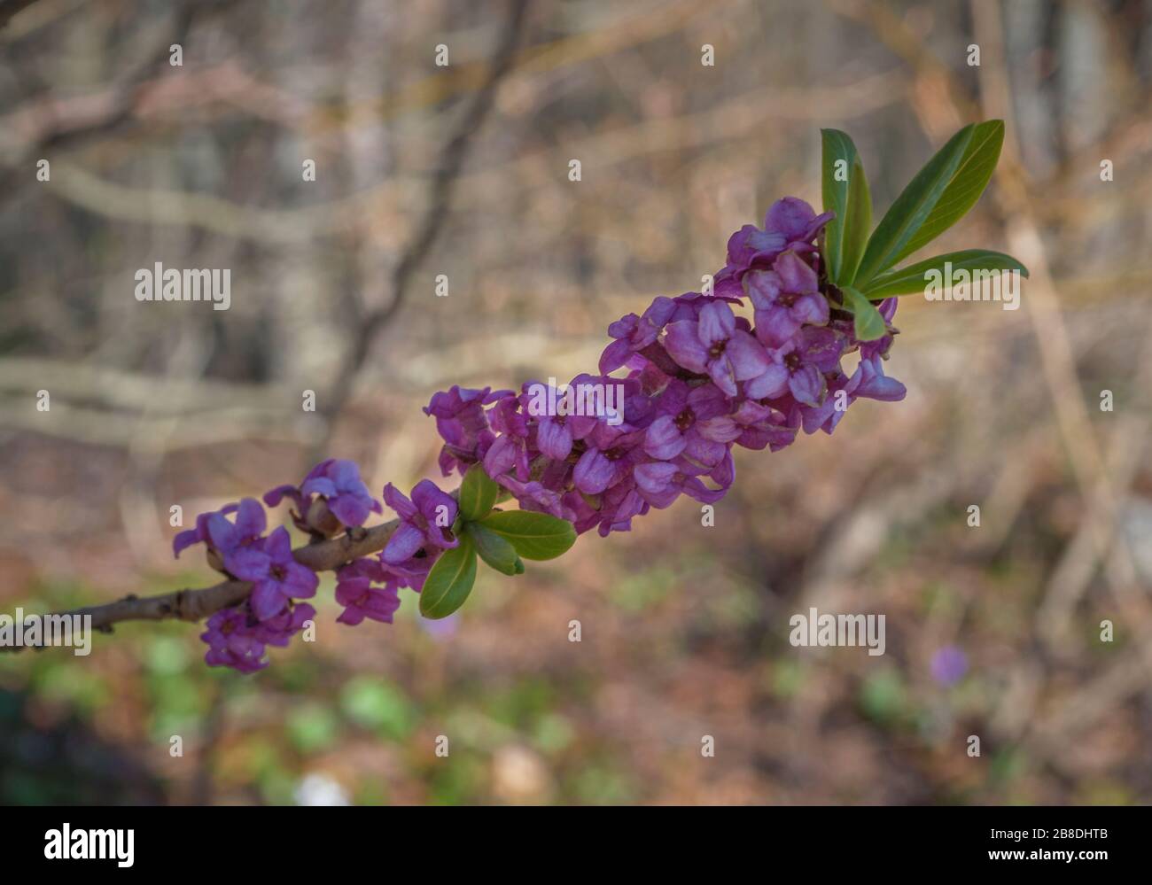 February daphne (Daphne mezereum), Bavaria, Germany, Europe Stock Photo