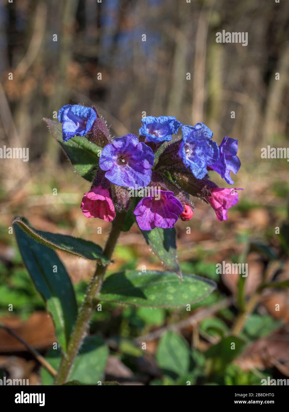 Common lungwort (Pulmonaria officinalis), blossoms, Bavaria, Germany, Europe Stock Photo