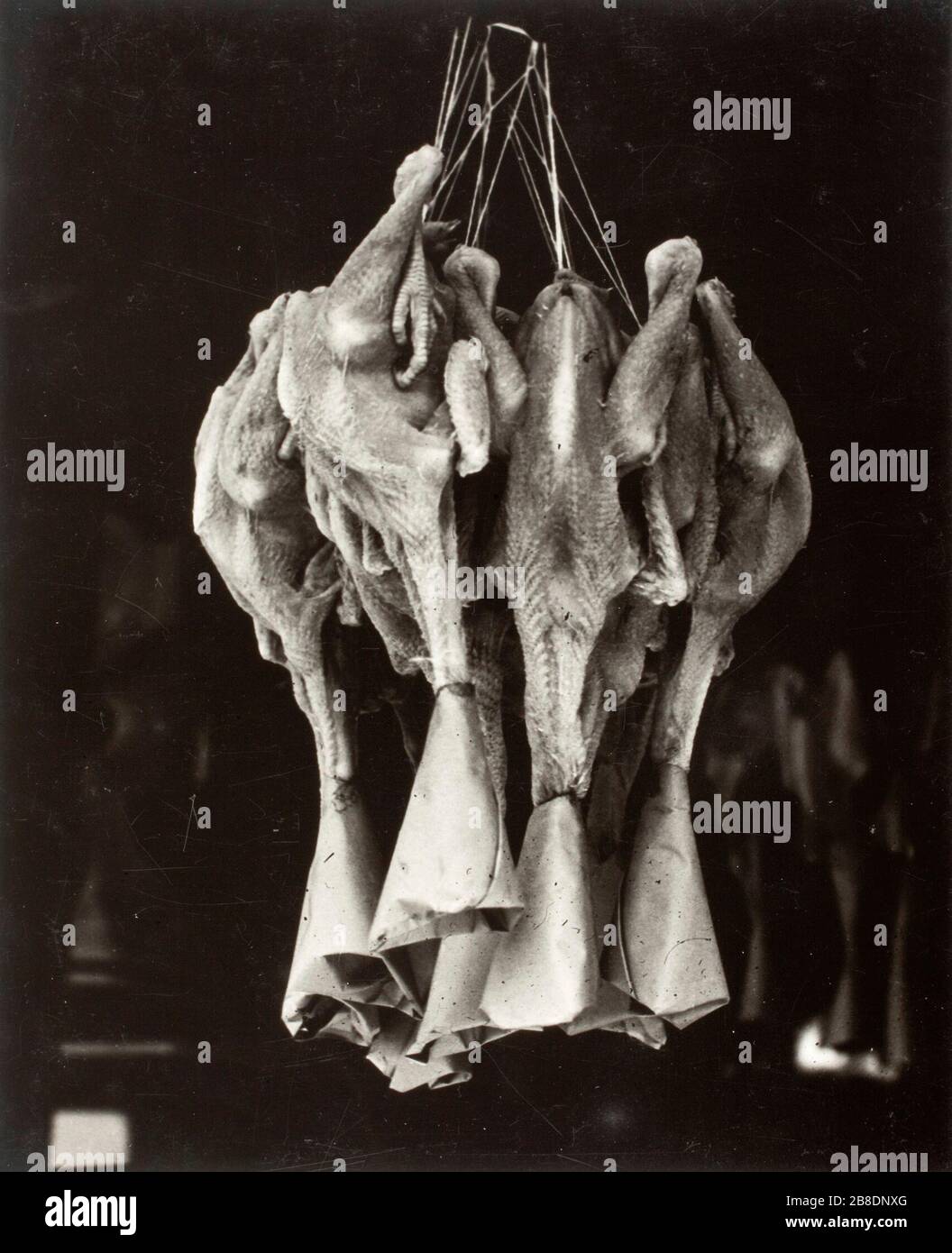 'Ducks, Chinatown; English:  United States, 1936, printed 1936 Photographs Gelatin-silver print Image: 8 5/8 x 7; Mount: 16 7/8 x 14; Mat: 19 3/4 x 16 The Marjorie and Leonard Vernon Collection, gift of The Annenberg Foundation, acquired from Carol Vernon and Robert Turbin (M.2008.40.1052) Photography; Printed 1936; ' Stock Photo