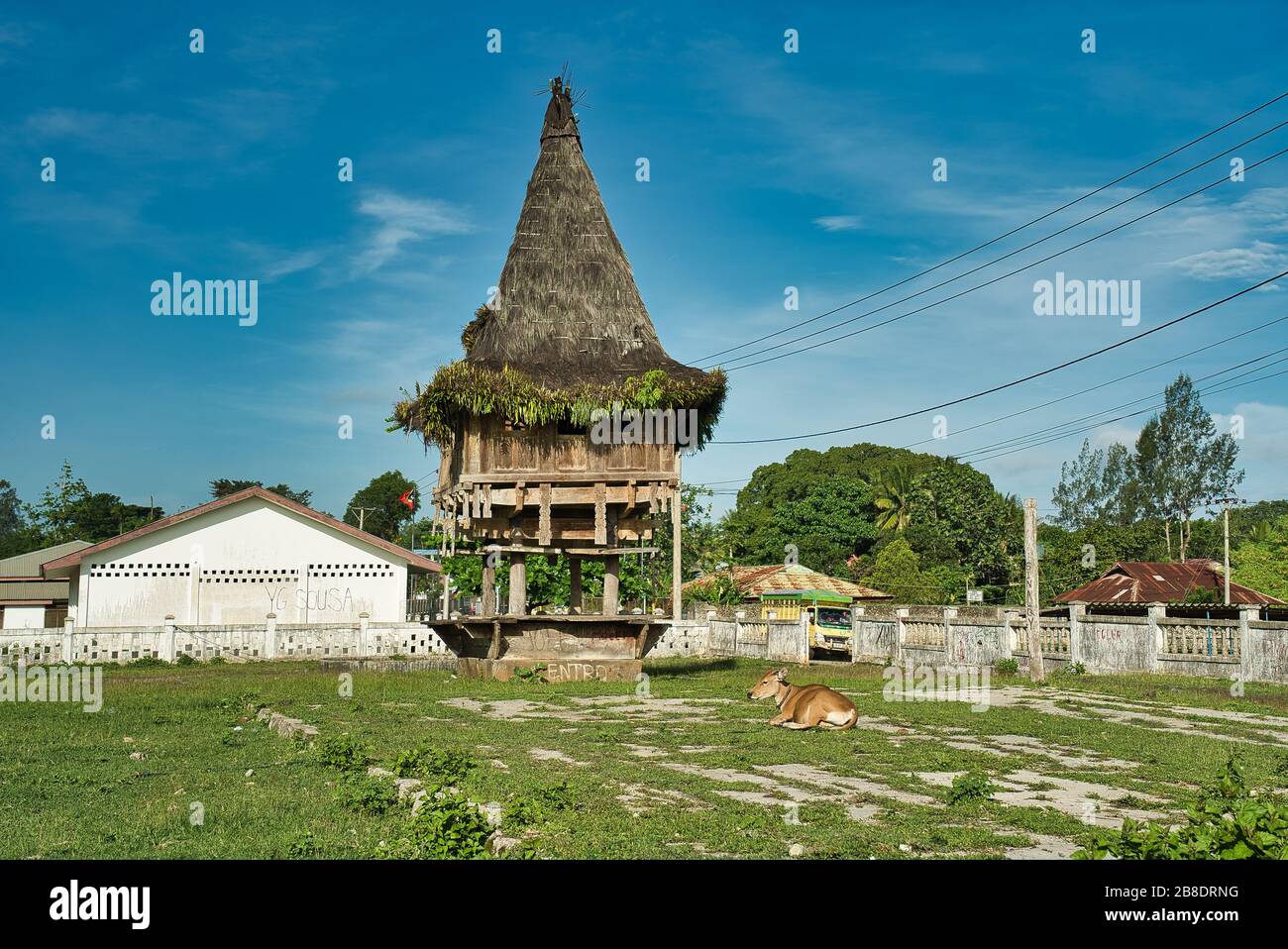 Traditional wooden construction of Fataluku people in Lospalos, Lauten. Timor Leste (East Timor). Cow lying down. Stock Photo