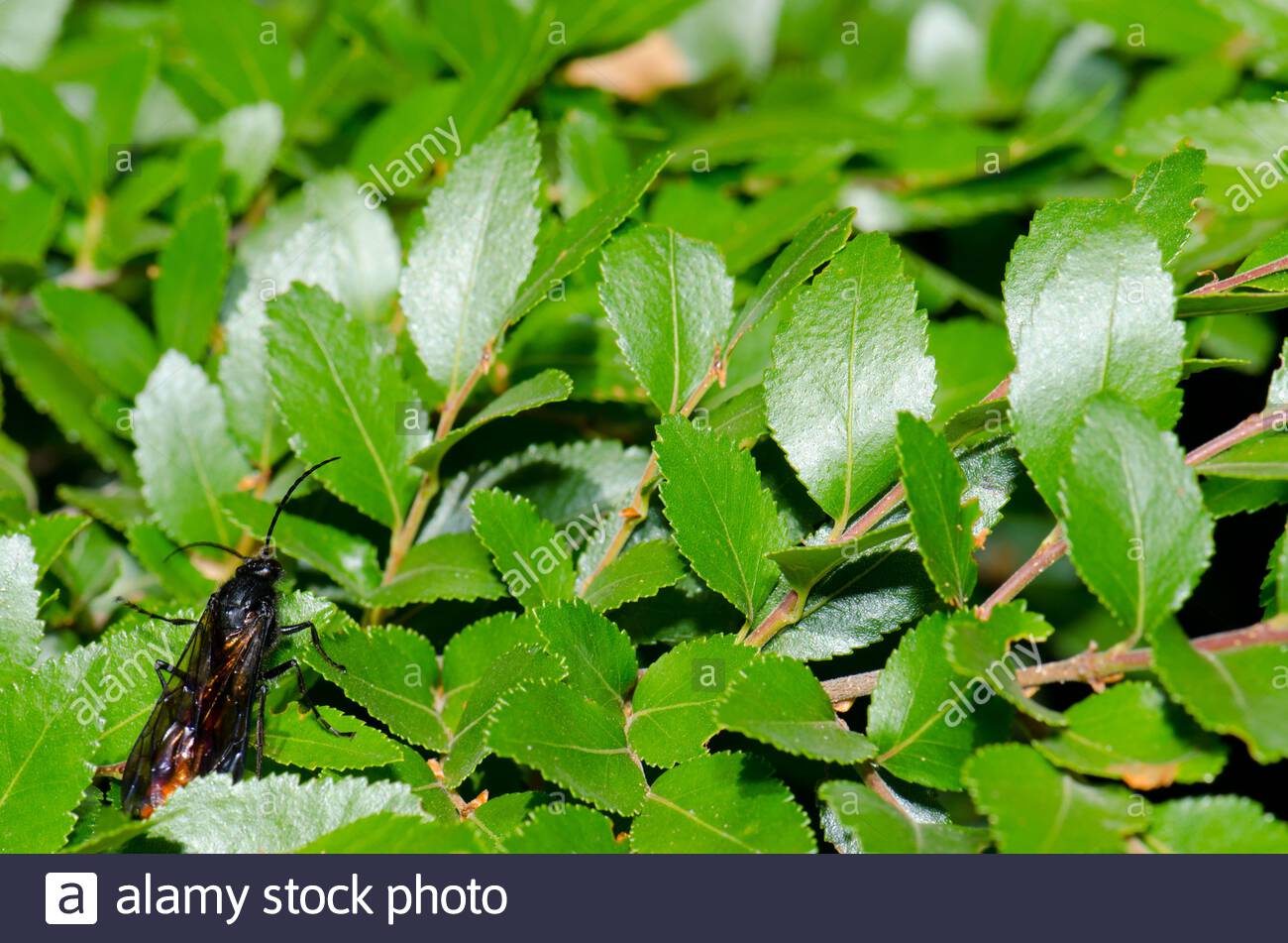 Future Plants By Randy Stewart Escallonia