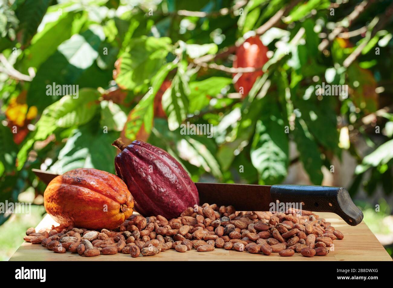 Cacao harvesting in farm theme. Colorful cocoa plant background Stock Photo