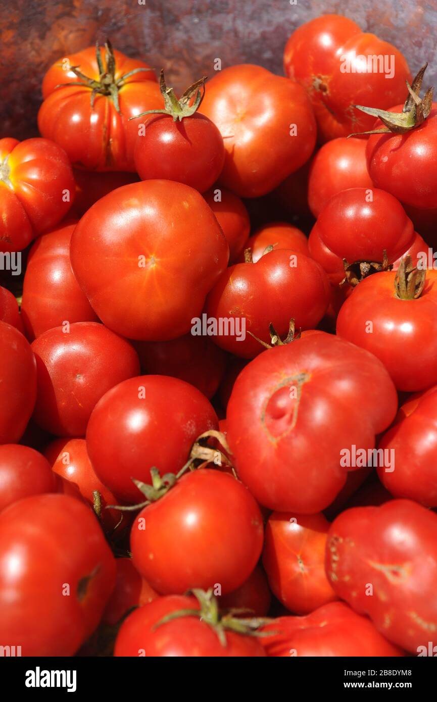 Santorini cherry tomatoes Stock Photo Alamy