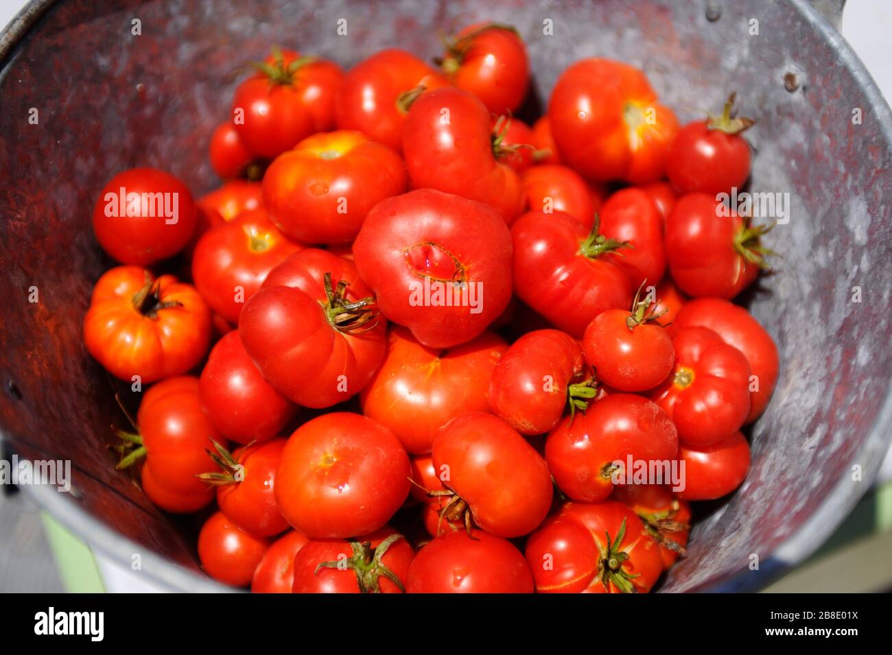 Santorini cherry tomatoes in bucket Stock Photo Alamy