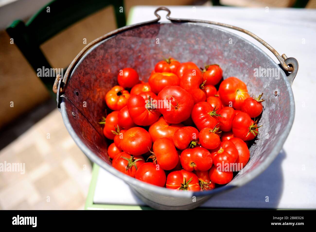 Santorini cherry tomatoes in bucket Stock Photo Alamy