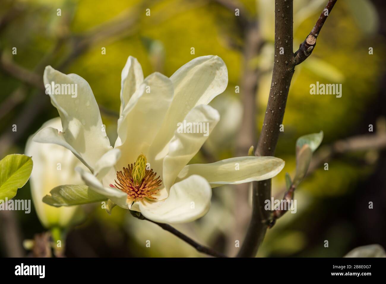 Magnolia ‚Elizabeth’ Stock Photo