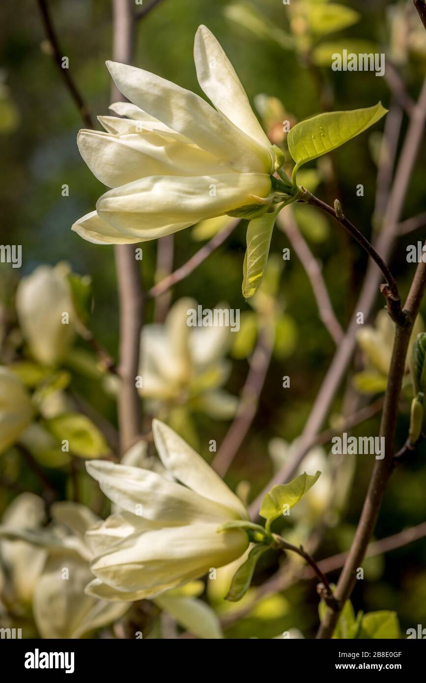 Magnolia ‚Elizabeth’ Stock Photo