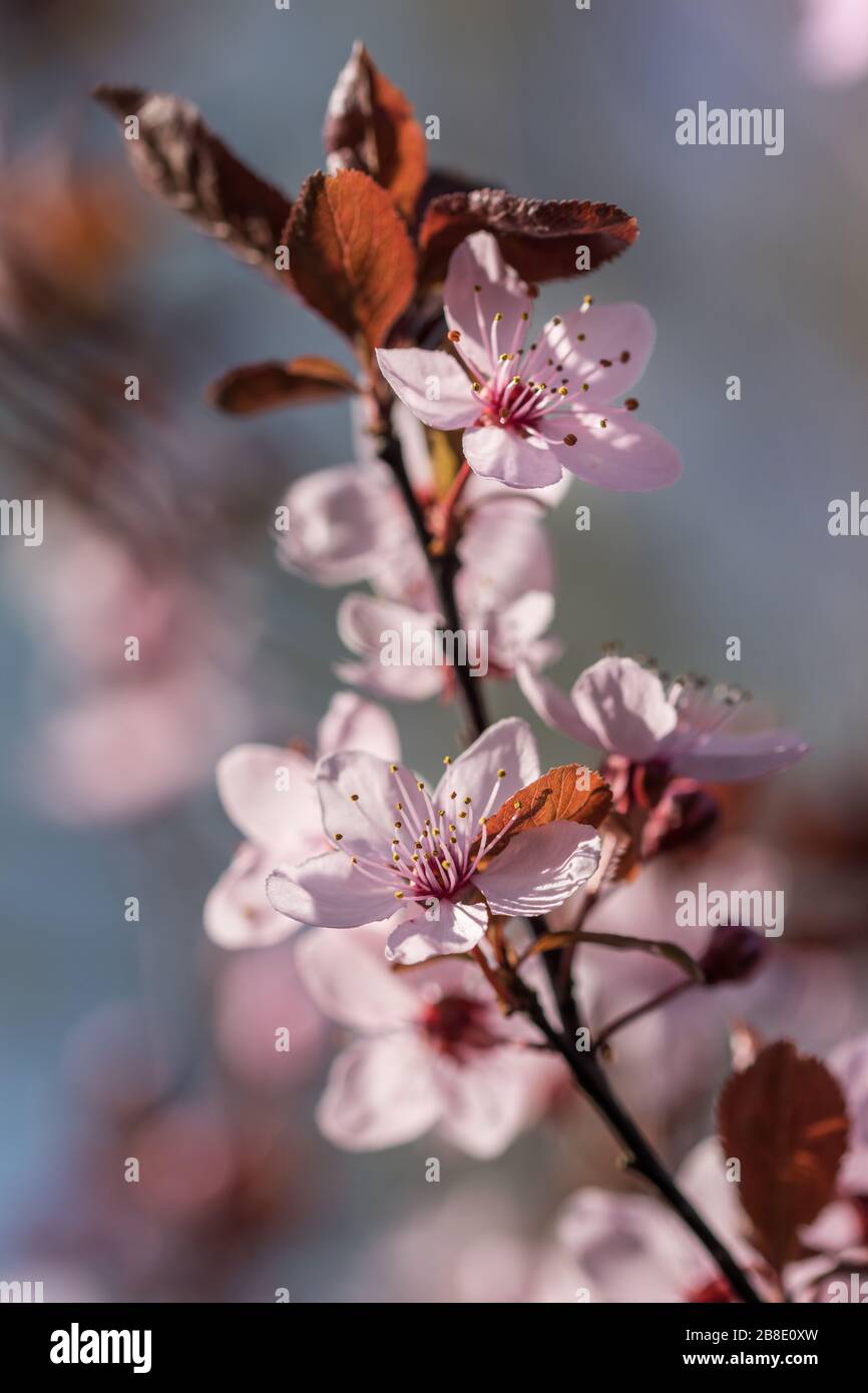 Blooming Prunus x cerasifera ‘Pissardi’ Stock Photo - Alamy