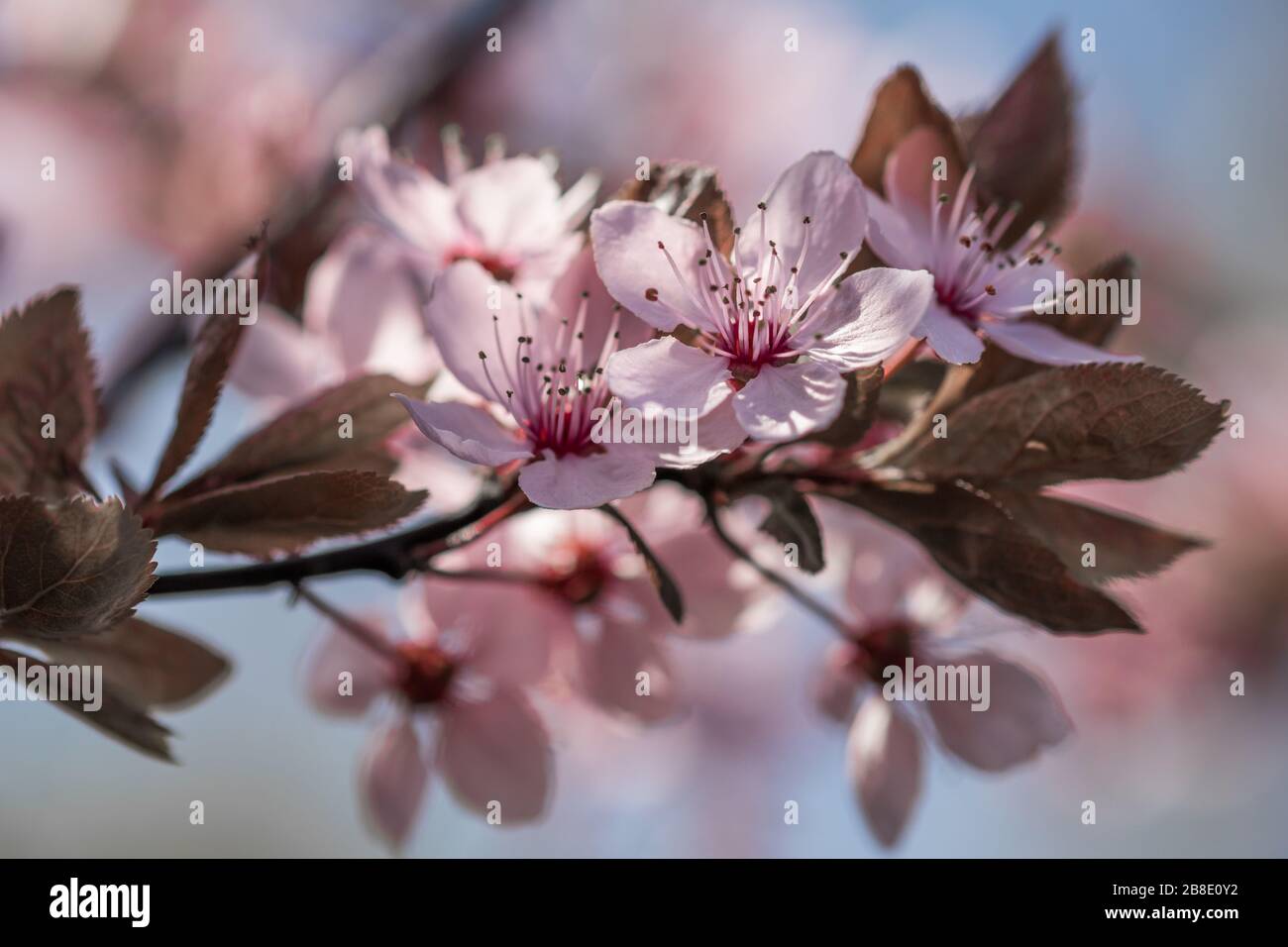 Blooming Prunus x cerasifera ‘Pissardi’ Stock Photo - Alamy
