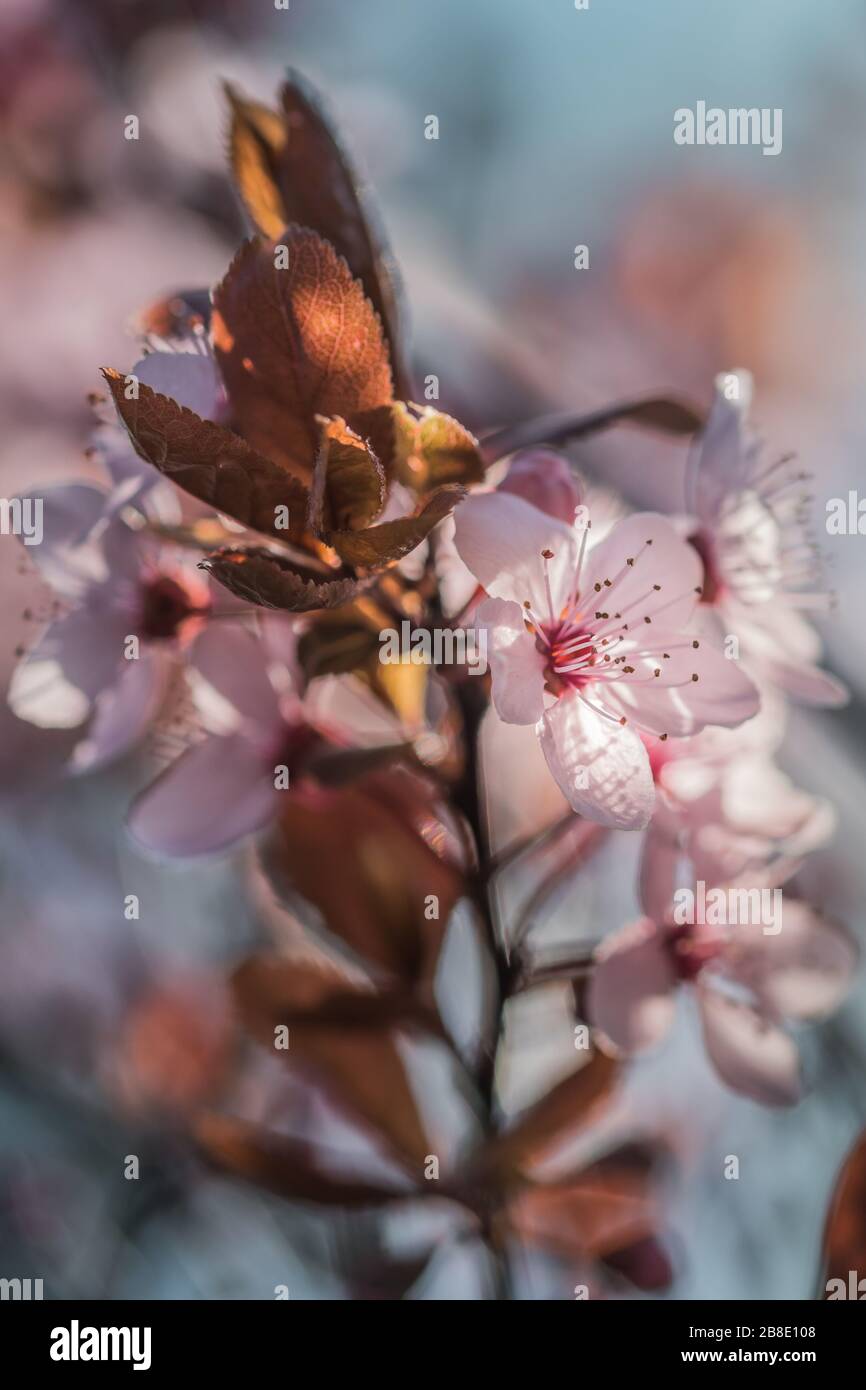 Blooming Prunus x cerasifera ‘Pissardi’ Stock Photo - Alamy