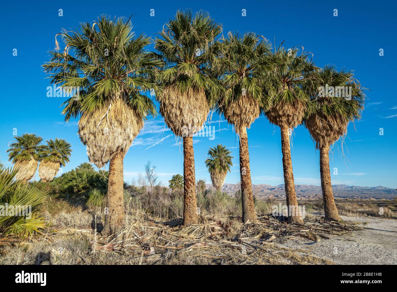 An Oasis of Palm Trees planted in a straight line in the Mojave Desert at Lake Mead specifically Blue Point Spring along Northshore Road. Stock Photo