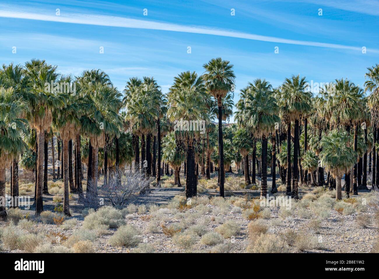 USA, Nevada, Clark County, Warm Springs Natural Area. A desert oasis ...