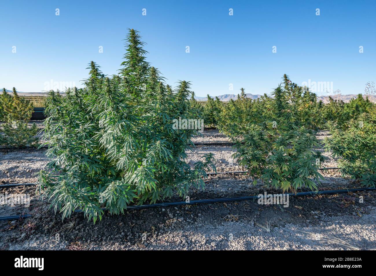 USA, Nevada, Lyon County, Yerrington. Rows of legal industrial hemp crop destined for CBD products grows on an agricultural farm. Stock Photo