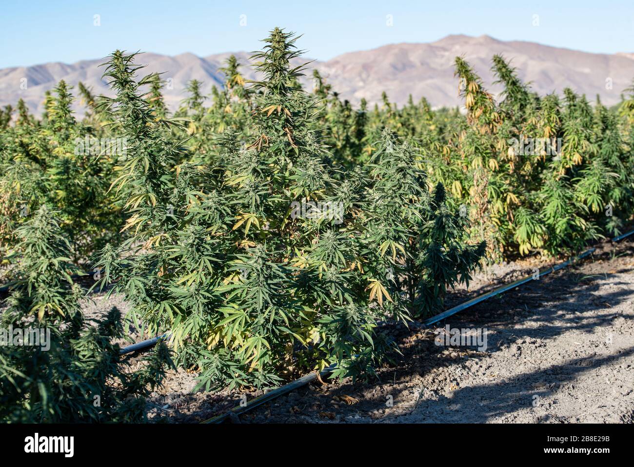 USA, Nevada, Lyon County, legal Industrial Hemp Cannabis sativa low-THC, high CBD smokable flower purple buds female Stock Photo