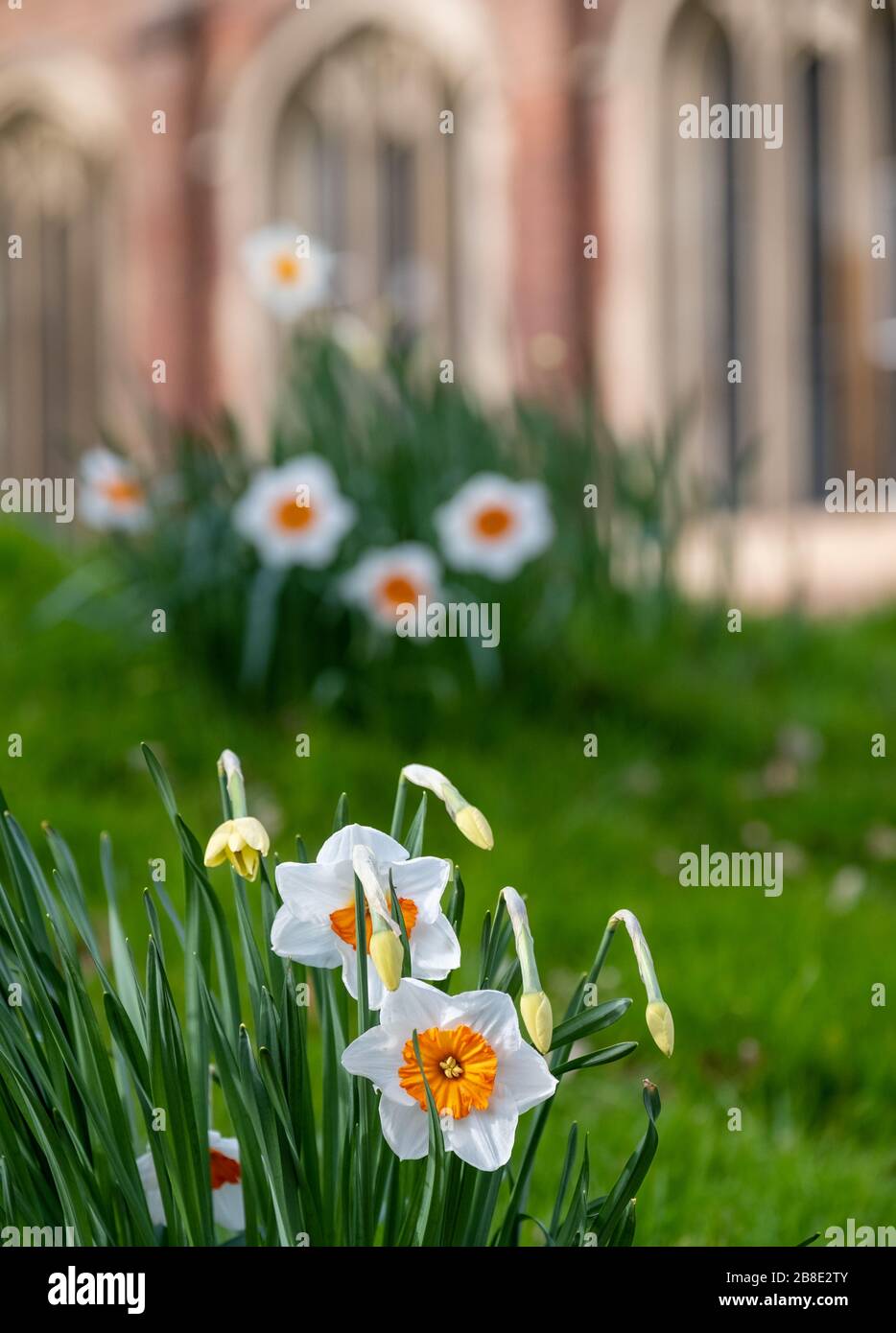 Daffodils growing in the grass bank outside St Peter's Church