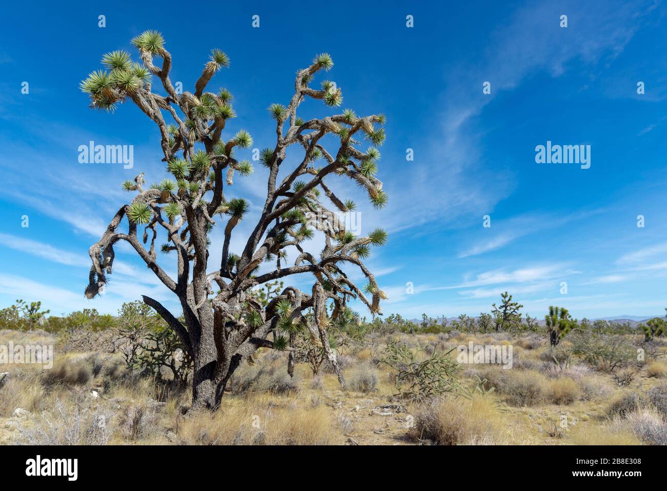 USA, Nevada, Clark County, New York Mountains. A Mojave Desert scene with Joshua Tree (Yucca brevifolia) in a wide open valley outside Searchlight. Stock Photo