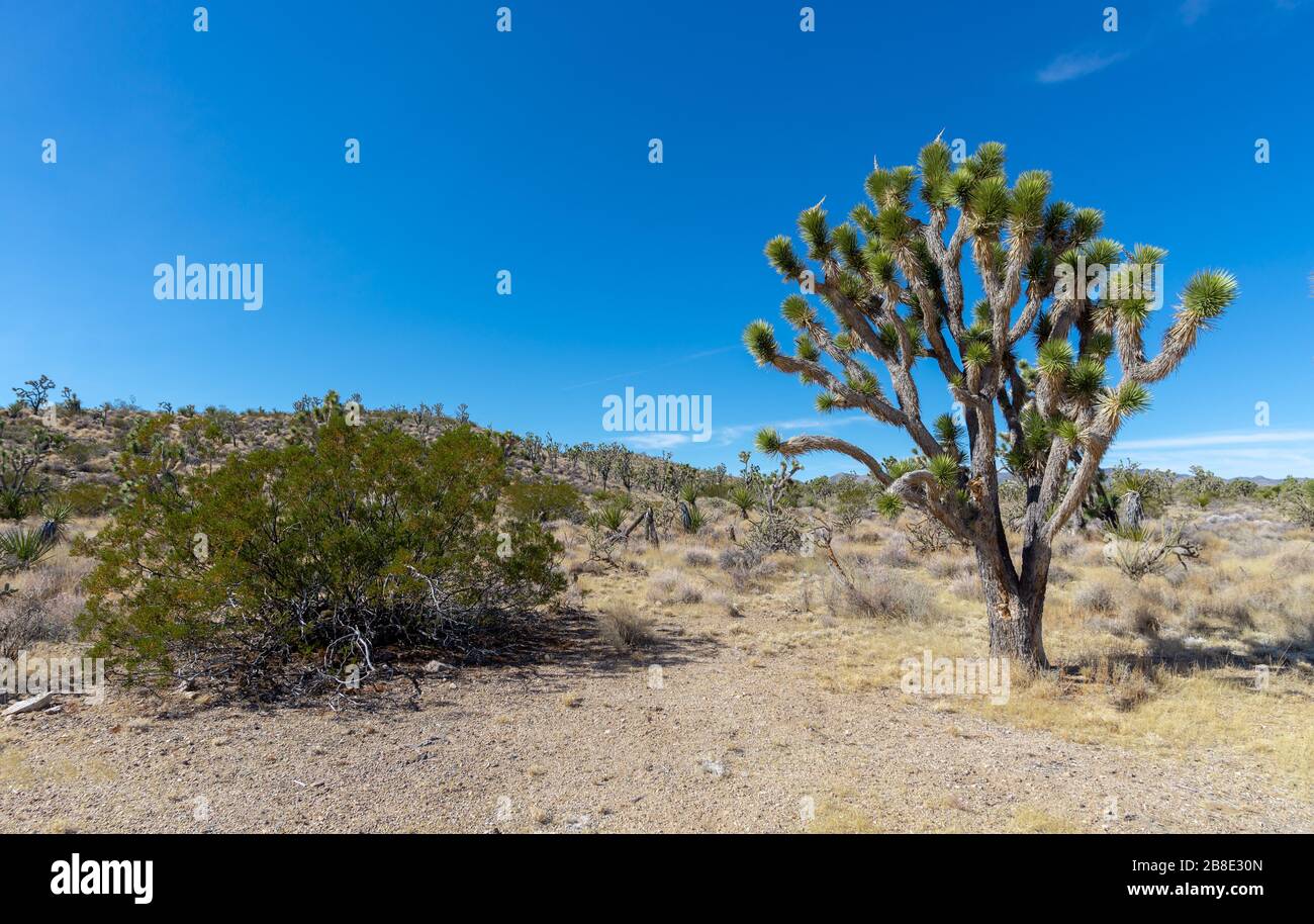 USA, Nevada, Clark County, New York Mountains. A desert scene with Joshua Tree (Yucca brevifolia) and creosote bush (Larrea tridentata) Stock Photo