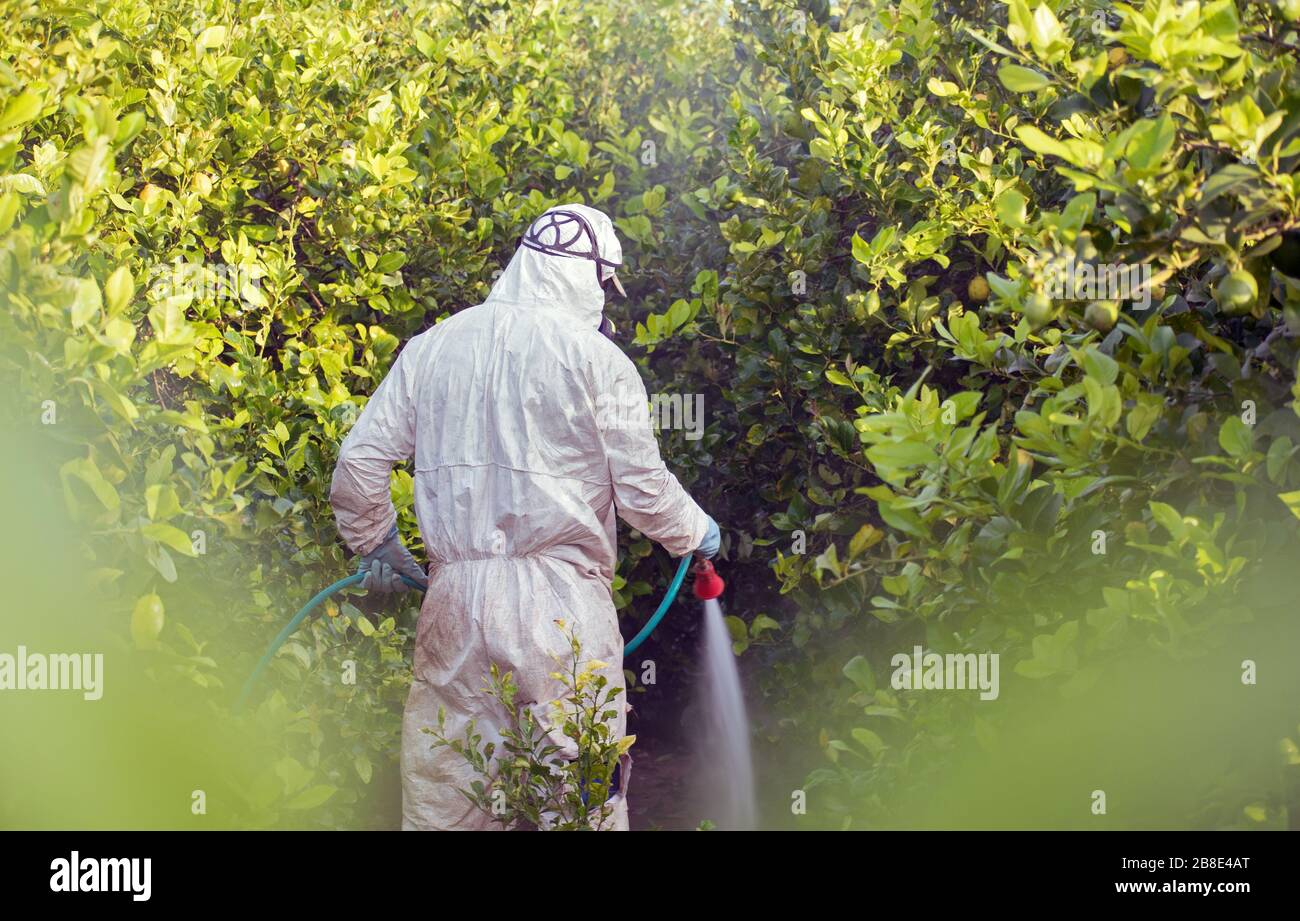 Spray pesticides, pesticide on fruit lemon in growing agricultural