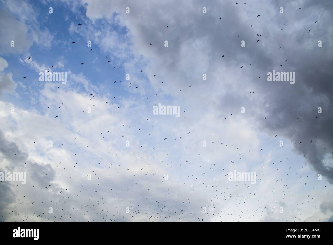 Huge flock black birds in hi-res stock photography and images - Alamy