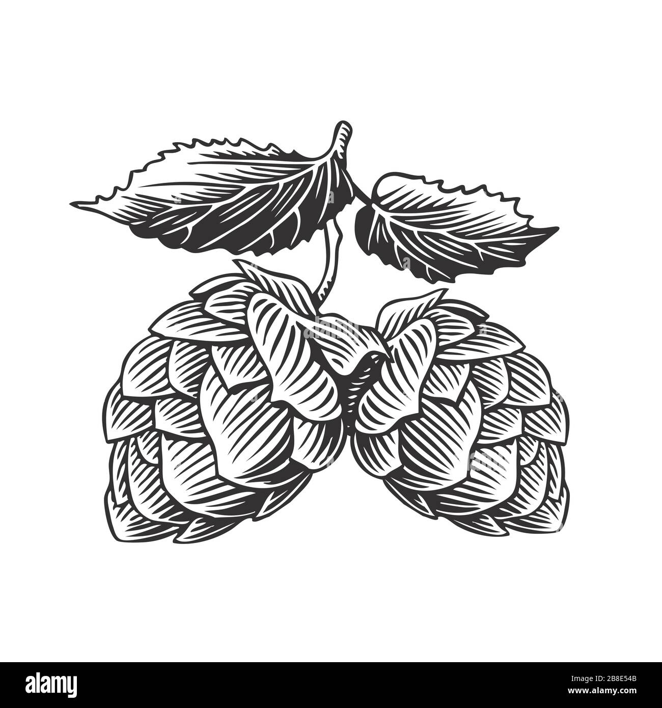 Hop cones and leaves, isolated on white. Old vintage engraving style vector illustration. Stock Vector
