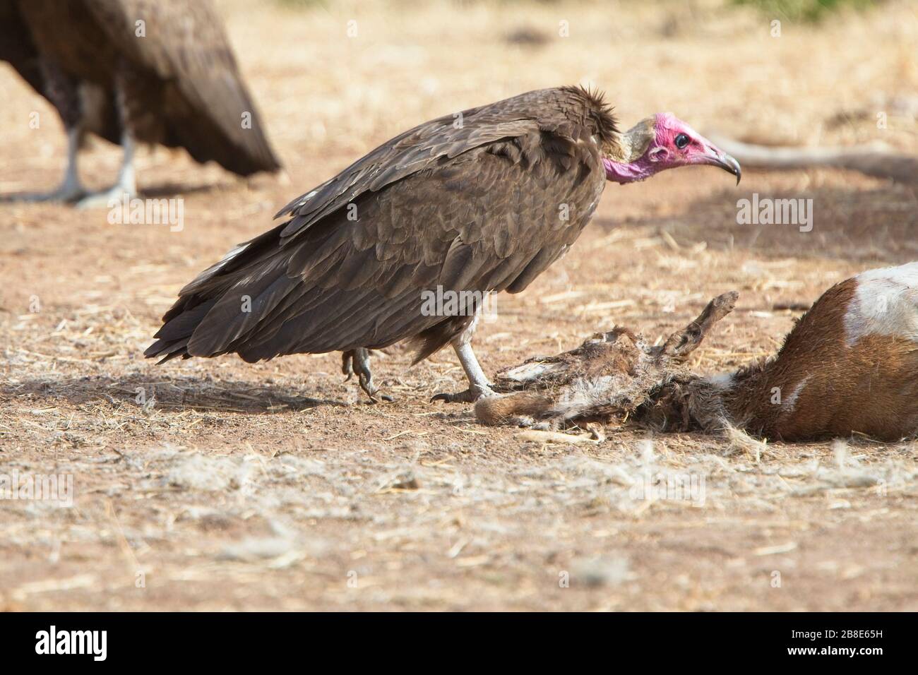 Hooded Vulture (Necrosyrtes monachus) one at the carcass of a dead goat, Gambia. Stock Photo