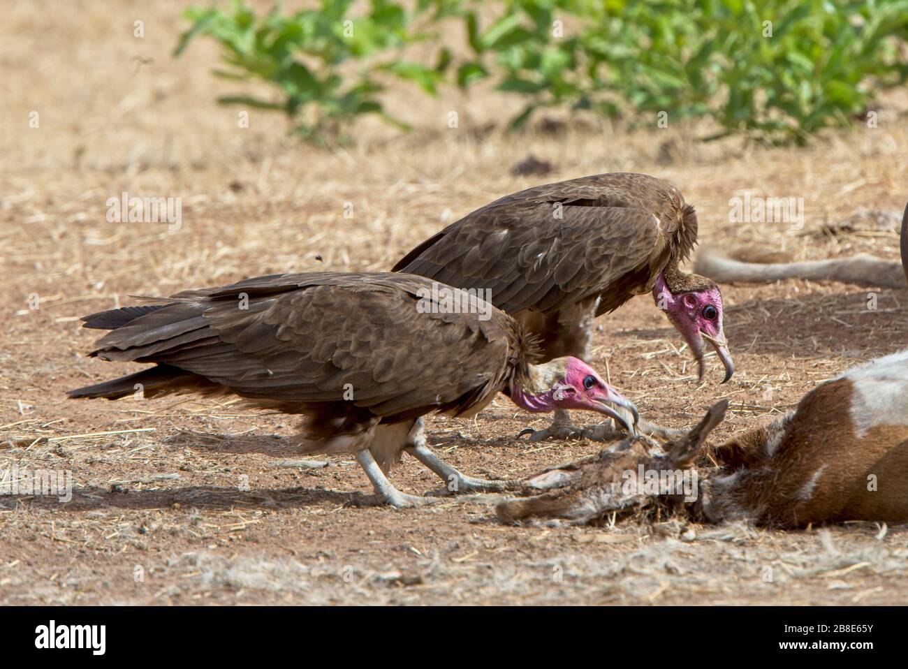 Hooded Vulture (Necrosyrtes monachus) two at the carcass of a dead goat, Gambia. Stock Photo